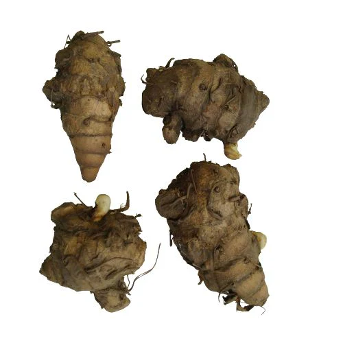 "Curcuma White Color Flower Bulb " - Branzia Herbs