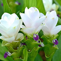 "Curcuma White Color Flower Bulb " - Branzia Herbs