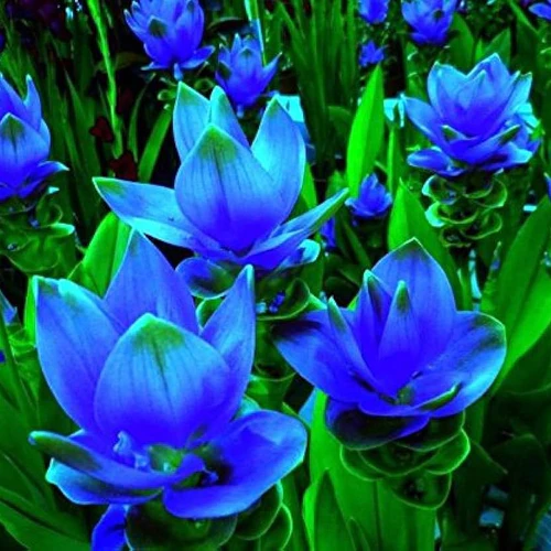 "Curcuma Blue Color Flower Bulb " - Branzia Herbs