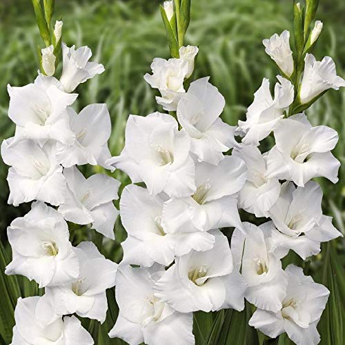 "Gladiolus White Color Flower Bulb " - Branzia Herbs