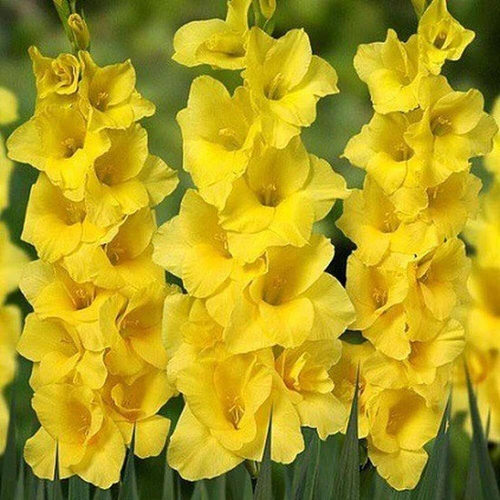 "Gladiolus Yellow Color Flower Bulb " - Branzia Herbs