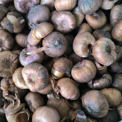 "Gladiolus Pink Color Flower Bulb " - Branzia Herbs