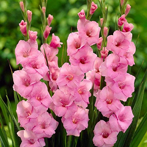 "Gladiolus Pink Color Flower Bulb " - Branzia Herbs