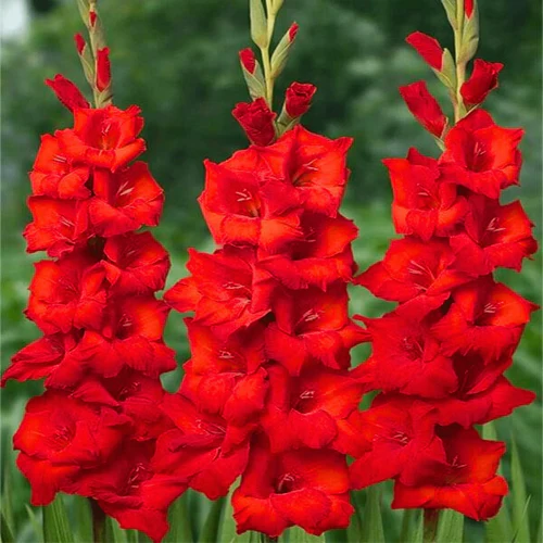 "Gladiolus Red Color Flower Bulb " - Branzia Herbs