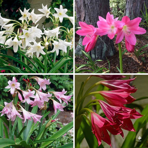 "Crinum Lily Mix Color Flower Bulb " - Branzia Herbs