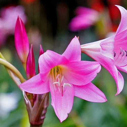 "Crinum Lily Pink Color Flower Bulb " - Branzia Herbs