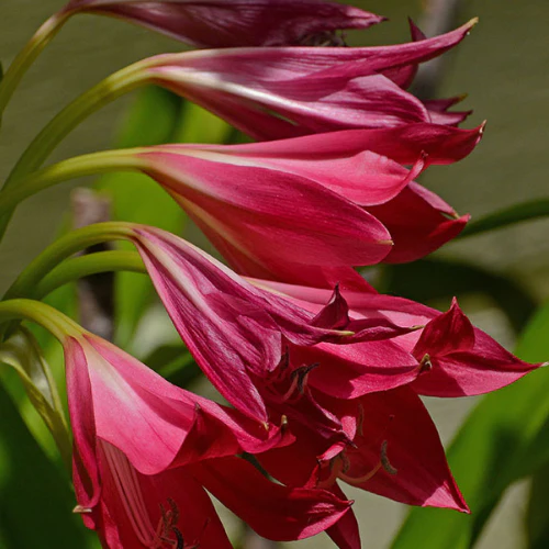 "Crinum Lily Red Color Flower Bulb " - Branzia Herbs