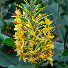 "Hedychium Butterfly Ginger Lily Yellow Color Flower Bulb " - Branzia Herbs