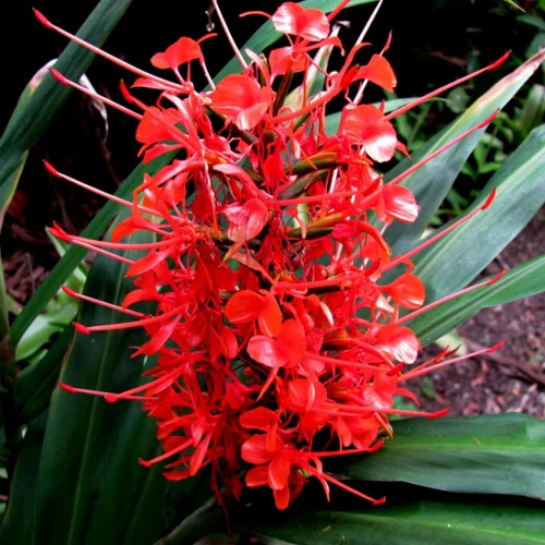 "Hedychium Butterfly Ginger Lily Red Color Flower Bulb " - Branzia Herbs