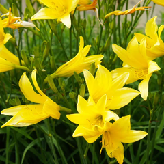 "Day Lily Hemerocallis Yellow Color Flower Bulb " - Branzia Herbs