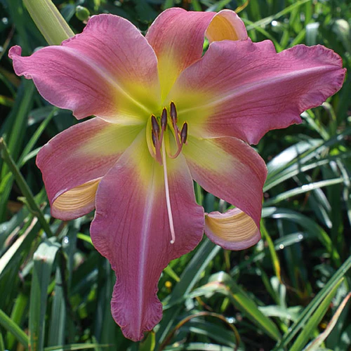 "Day Lily Hemerocallis Pink Color Flower Bulb " - Branzia Herbs