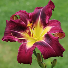 "Day Lily Hemerocallis Chocolate Color Flower Bulb " - Branzia Herbs