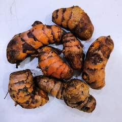 "Turmeric Haldi Bulb | Herb Seeds " - Branzia Herbs