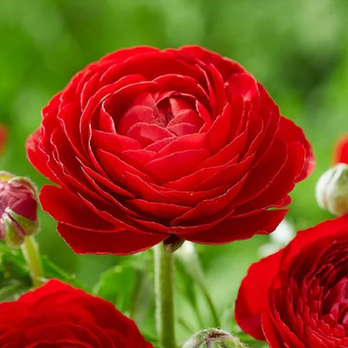 "Ranunculus Red Color Flower Bulb " - Branzia Herbs