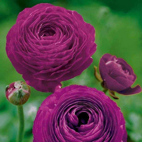 "Ranunculus Purple Color Flower Bulb " - Branzia Herbs