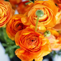 "Ranunculus Orange Color Flower Bulb " - Branzia Herbs