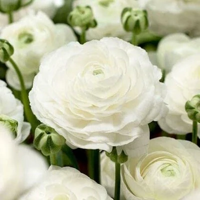 "Ranunculus White Color Flower Bulb " - Branzia Herbs