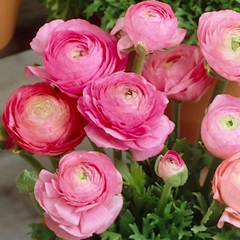 "Ranunculus Pink Color Flower Bulb " - Branzia Herbs