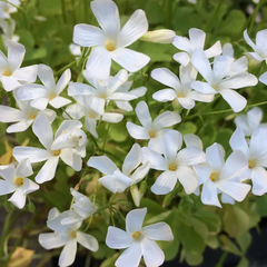 "Oxalis White Color Flower Bulb " - Branzia Herbs