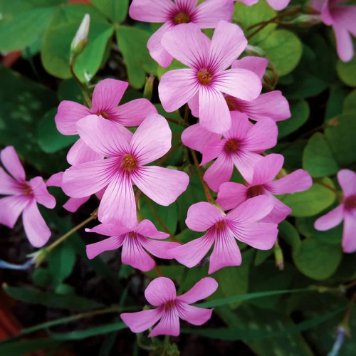 "Oxalis Pink Color Flower Bulb " - Branzia Herbs