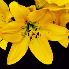 "Lilium Asiatic Yellow Color Flower Bulb " - Branzia Herbs