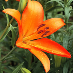 "Lilium Asiatic Orange Color Flower Bulb " - Branzia Herbs