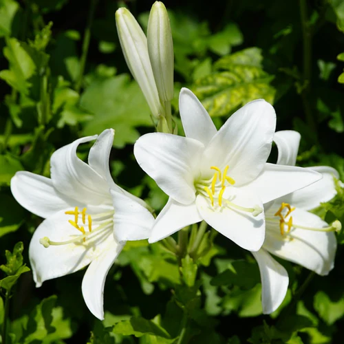 "Lilium Asiatic Red Color Flower Bulb " - Branzia Herbs