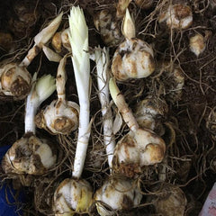 "Lilium Asiatic White Color Flower Bulb " - Branzia Herbs