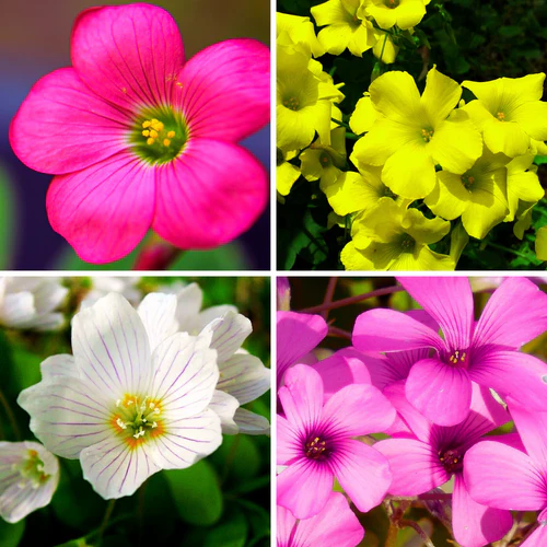 "Oxalis Flower Bulbs Mix Color " - Branzia Herbs