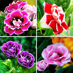 "Gloxinia Tuberous Mix Color Flower Bulbs " - Branzia Herbs