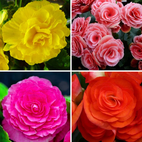 "Begonia Tuberous Mix Color Flower Bulb " - Branzia Herbs