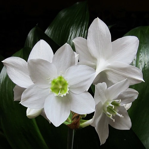 "Eucharis Lily Amazon Lily Flower Bulb " - Branzia Herbs