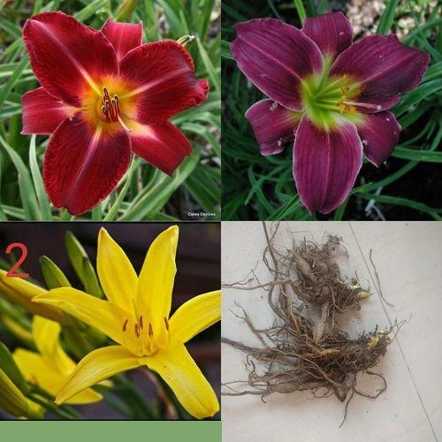 "Day Lily Hemerocallis Mix Color Flower Bulb " - Branzia Herbs