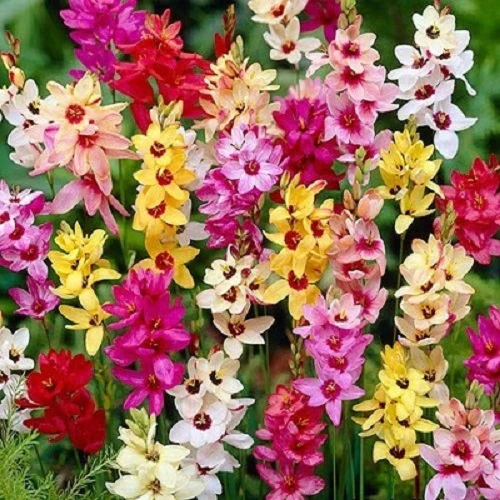 "Ixia Flower Bulbs Mix Colour " - Branzia Herbs