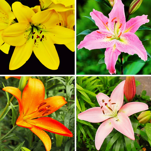 "Lilium Asiatic Mix Color Flower Bulb " - Branzia Herbs