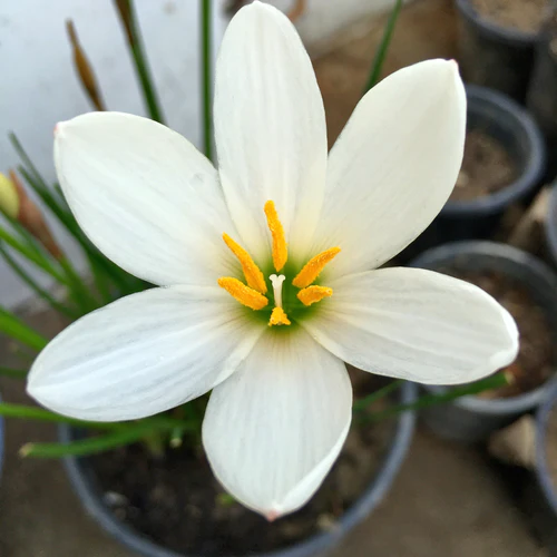 "White Rain Lily Zephyranthes Flower Bulbs " - Branzia Herbs