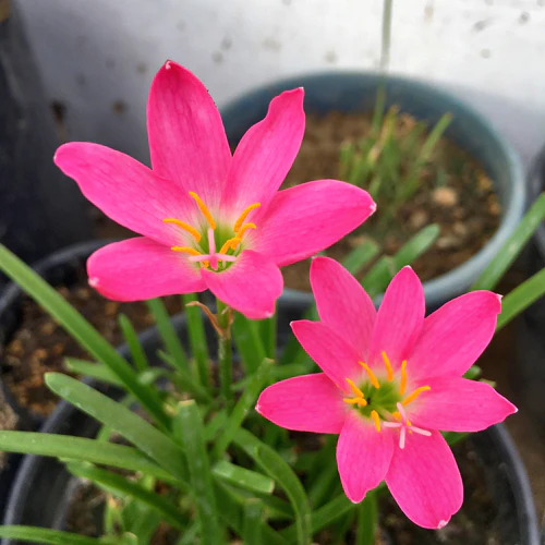 "Rose Pink Rain Lily Zephyranthes Flower Bulbs " - Branzia Herbs