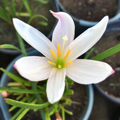 "Light Pink Rain Lily Zephyranthes Flower Bulbs " - Branzia Herbs