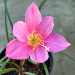 "Pink Rain Lily Zephyranthes Flower Bulbs " - Branzia Herbs