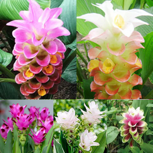 "Curcuma Mix Color Flower Bulb " - Branzia Herbs