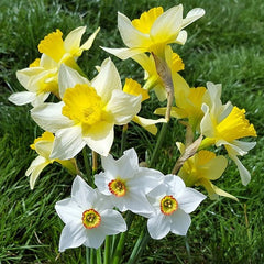 "Nargis Daffodil Mix Color Flower Bulbs " - Branzia Herbs