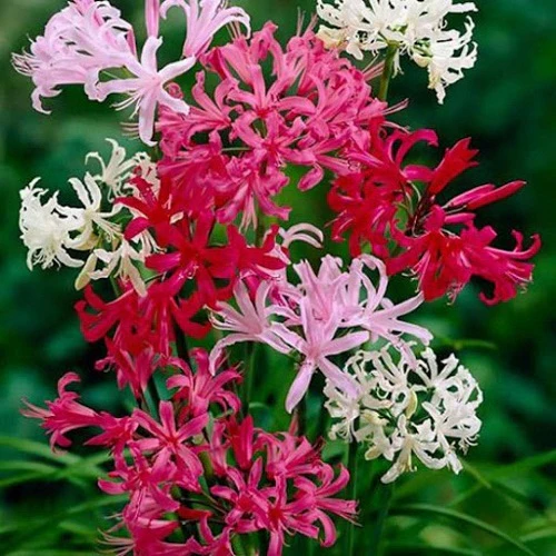 "Nerine Lily Mixed Color Flower Bulb " - Branzia Herbs