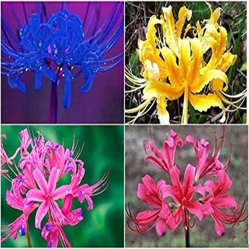 "Lycoris Lily Mixed Color Flower Bulb " - Branzia Herbs