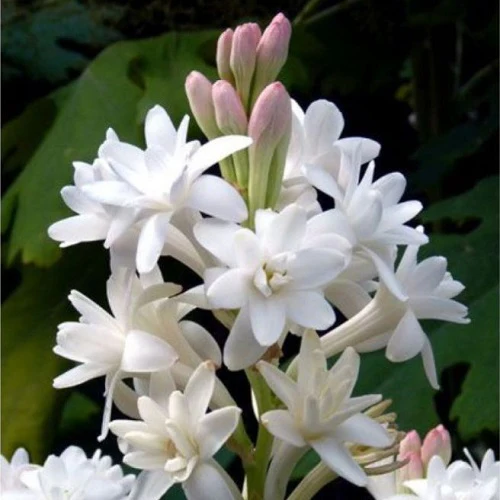 "Rajnigandha Tuberose Flower Bulbs " - Branzia Herbs