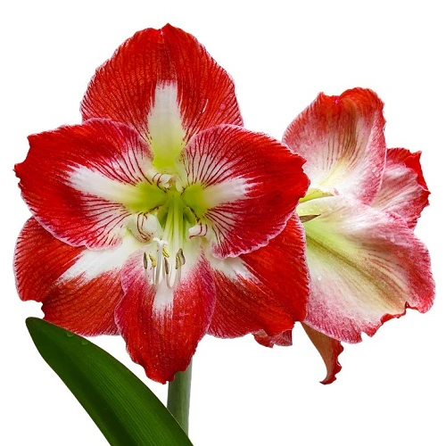 "Amaryllis Lily Mix Color Flower Bulb "