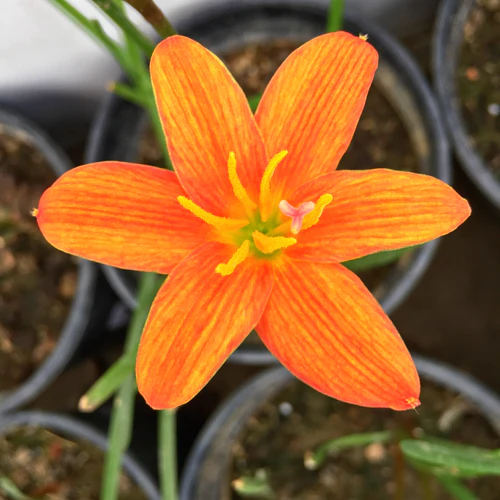 "Lavalon Zephyranthes Rain Lily Flower Bulb " - Branzia Herbs