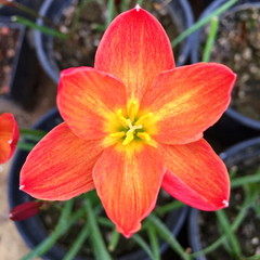 "Chinda Zephyranthes Rain Lily Flower Bulb " - Branzia Herbs