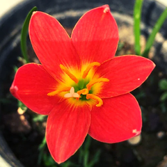 "Pride of Singapore Zephyranthes Red Rain Lily Flower Bulb " - Branzia Herbs