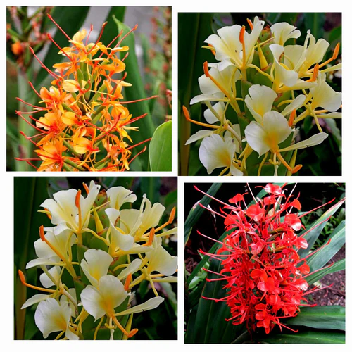 "Hedychium Butterfly Ginger Lily Mix Color Flower Bulbs " - Branzia Herbs