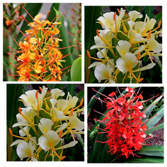 "Hedychium Butterfly Ginger Lily Mix Color Flower Bulbs " - Branzia Herbs